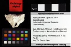 Foto (Objket + Etiketten) von Decapoda indet. 